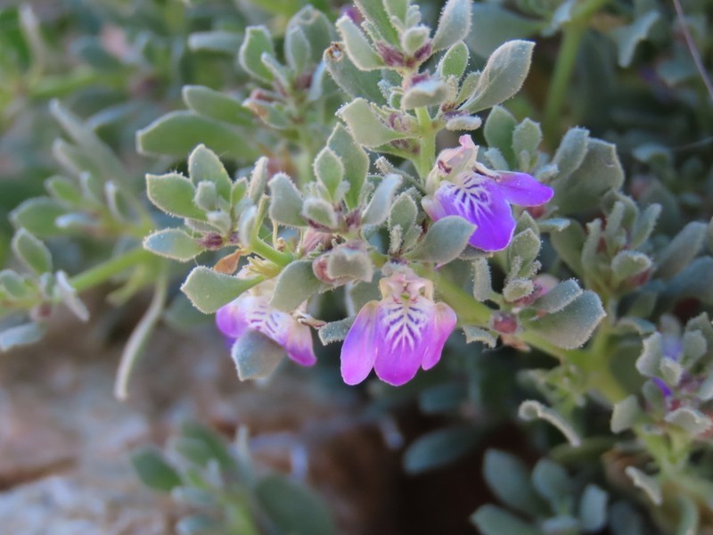 Pogonospermum leucoderme photo 4