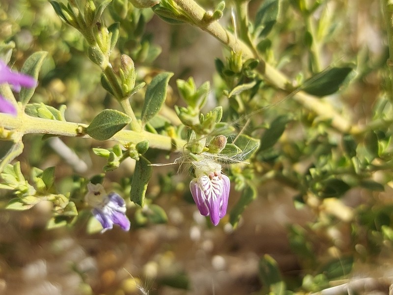 Pogonospermum leucoderme photo 5