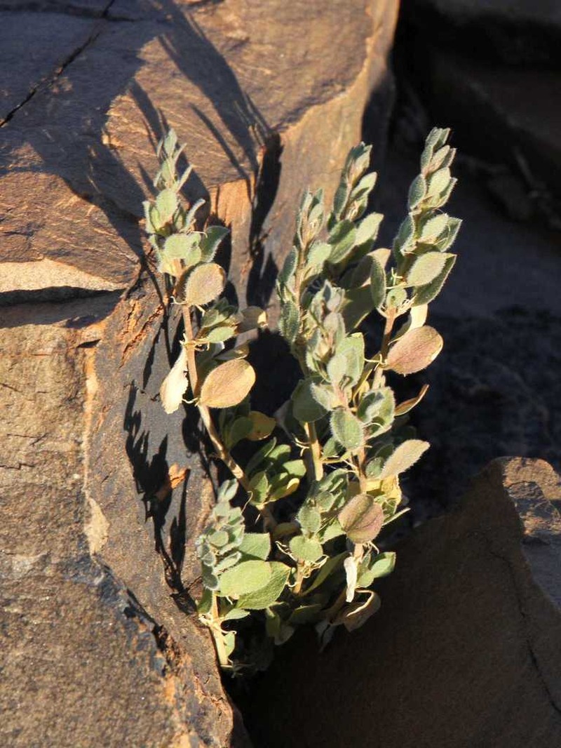 Pogonospermum leucoderme photo 6