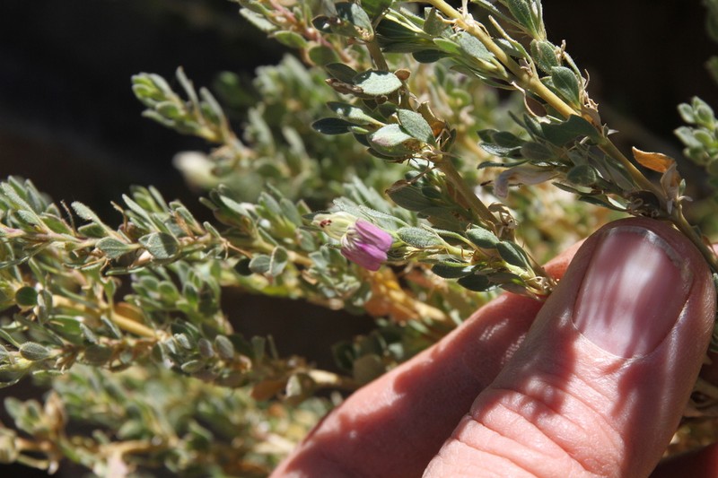 Pogonospermum leucoderme photo 7