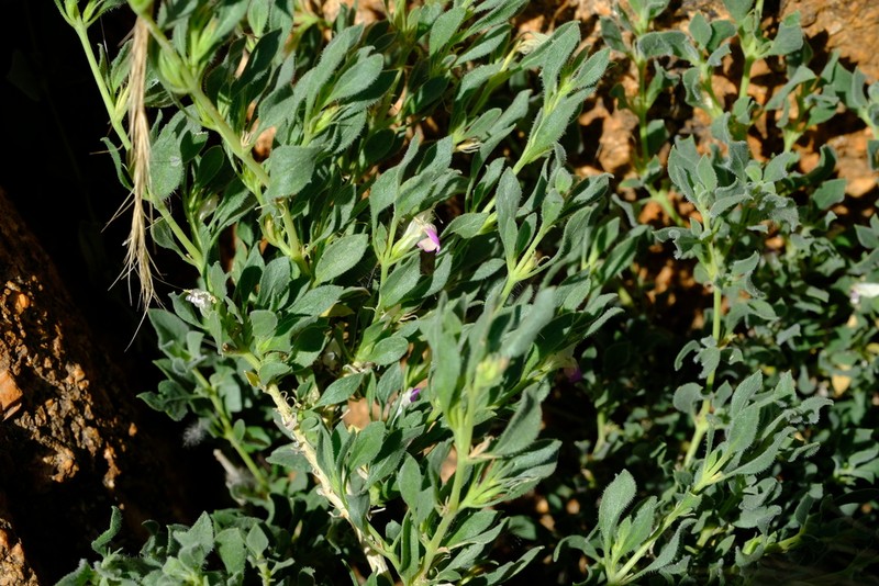 Pogonospermum leucoderme photo 8
