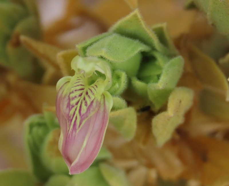 Pogonospermum mollissimum