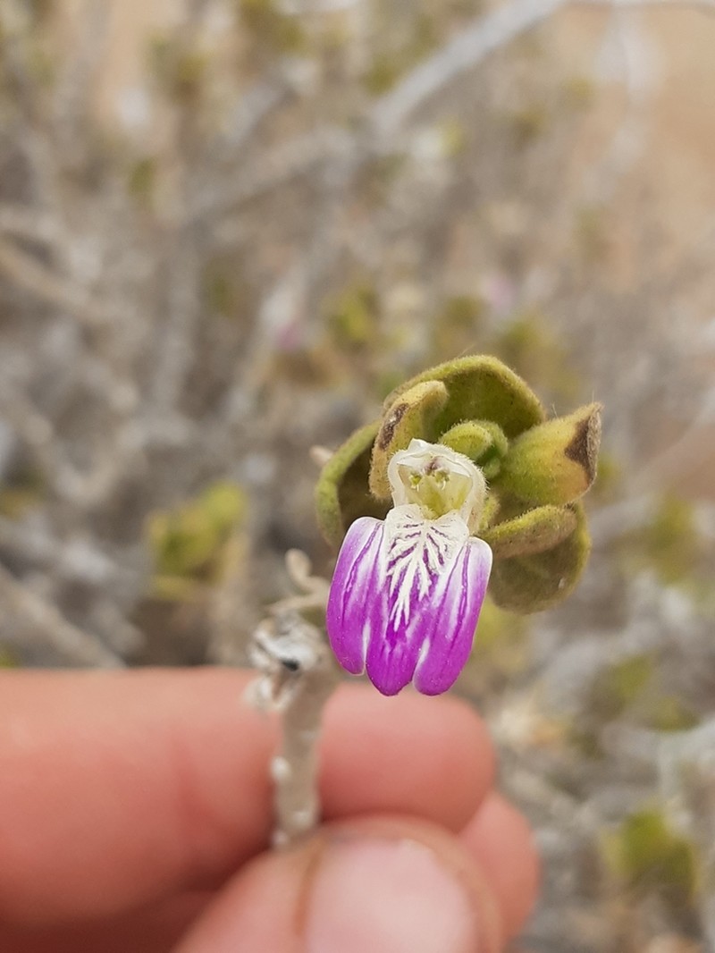 Pogonospermum mollissimum photo 2