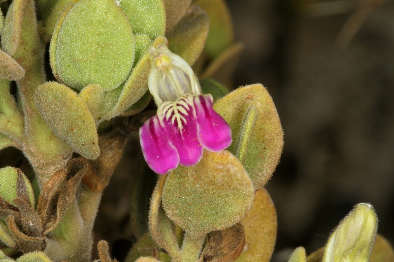 Pogonospermum mollissimum photo 3