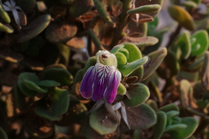 Pogonospermum mollissimum photo 4