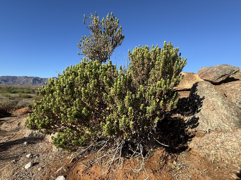 Pogonospermum mollissimum photo 5