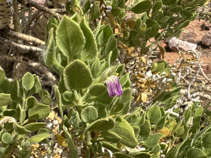 Pogonospermum mollissimum photo 6