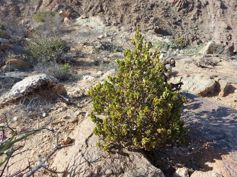Pogonospermum mollissimum photo 7
