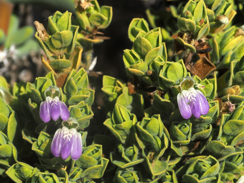 Pogonospermum mollissimum photo 8