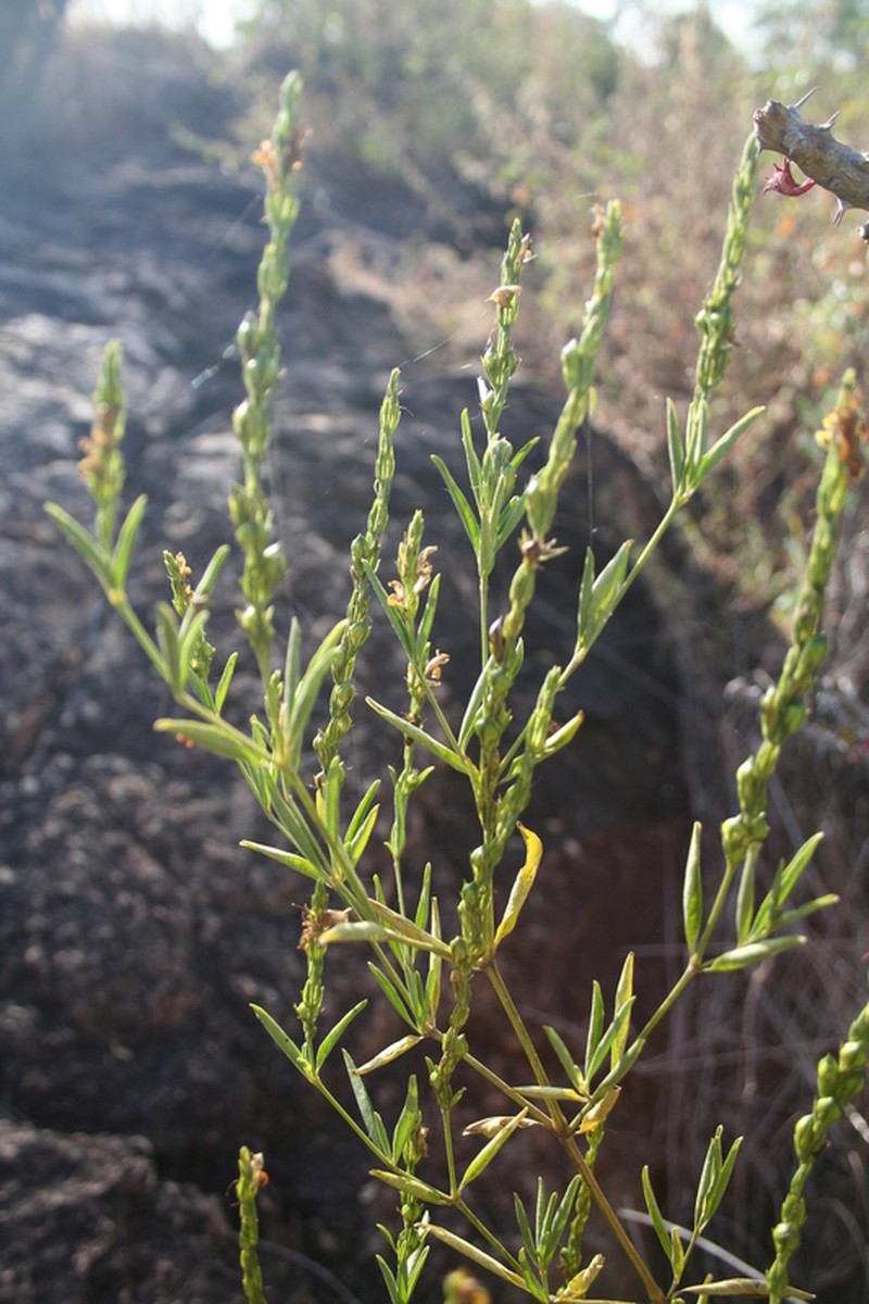 Pogonospermum ndellense