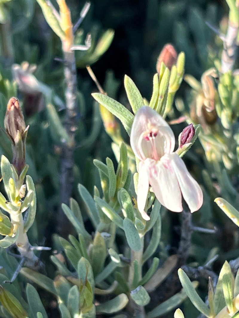 Pogonospermum patulum