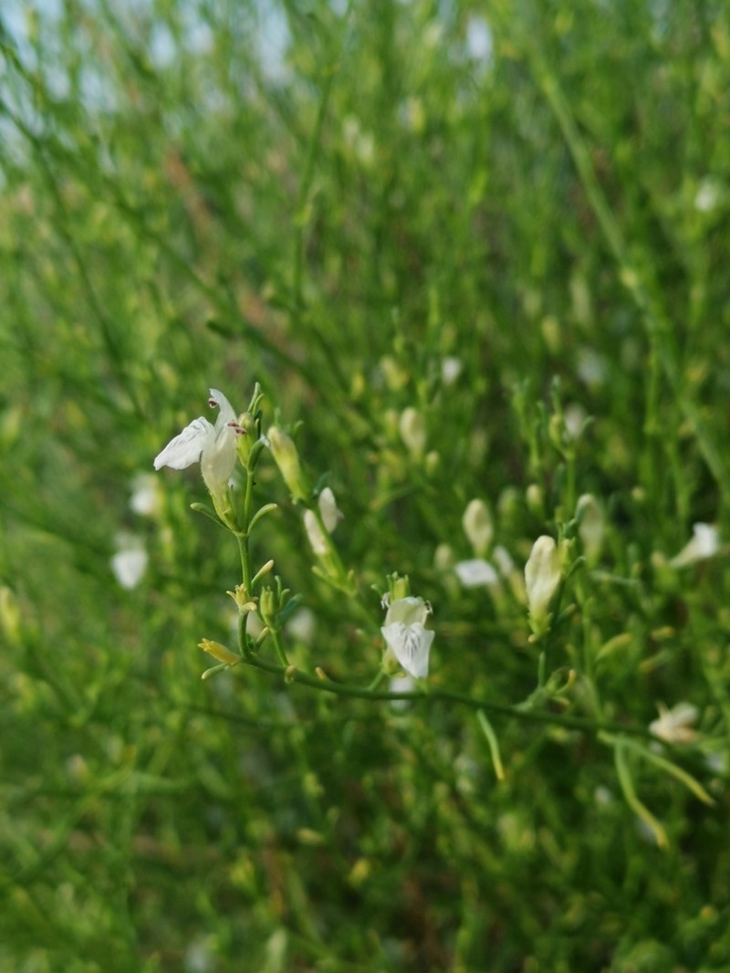 Pogonospermum patulum photo 2