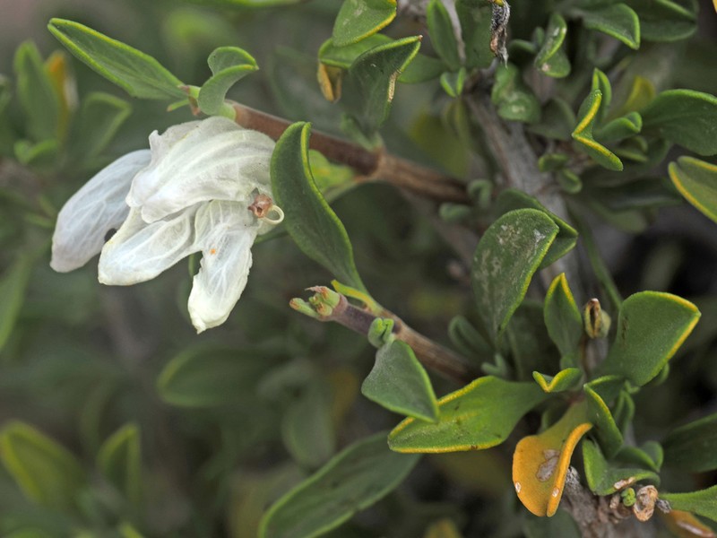 Pogonospermum patulum photo 3