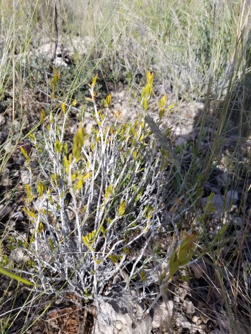 Pogonospermum patulum photo 4