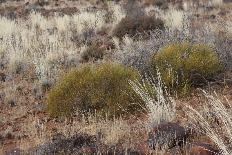 Pogonospermum patulum photo 5