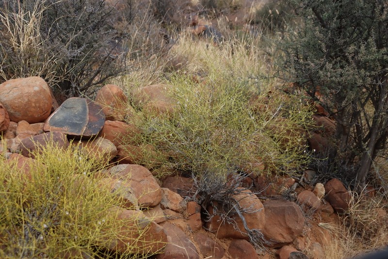 Pogonospermum patulum photo 6