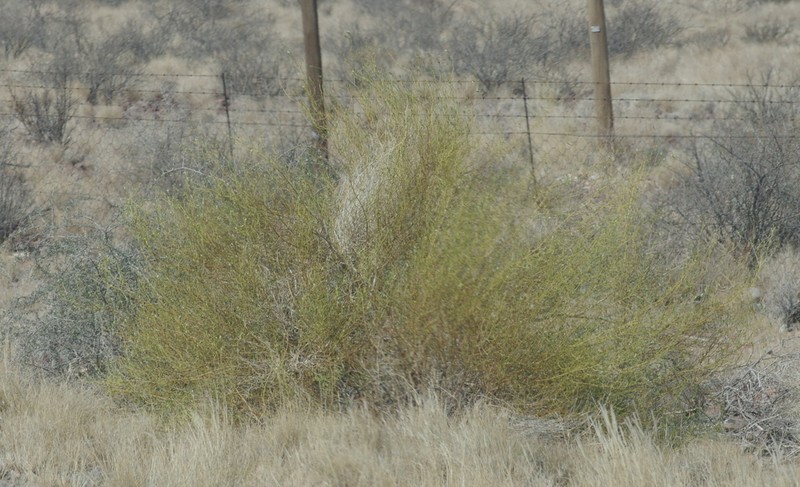Pogonospermum patulum photo 7