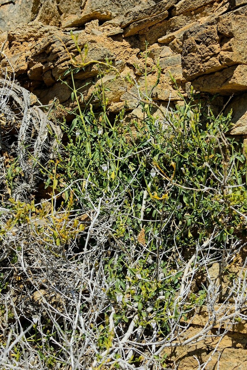 Pogonospermum patulum photo 8