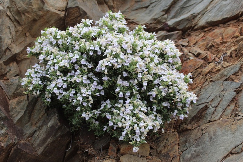 Pogonospermum robustum