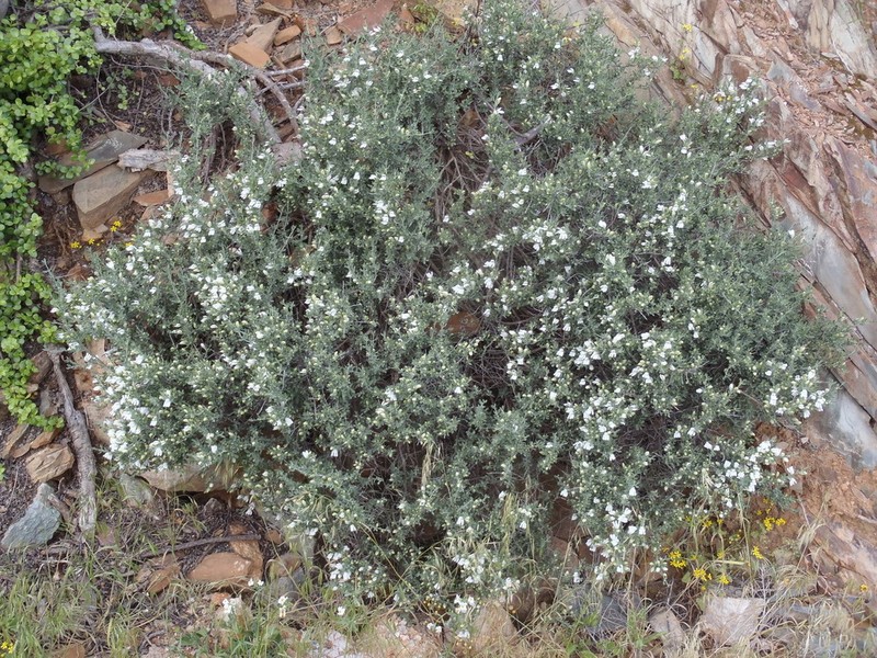 Pogonospermum robustum photo 2