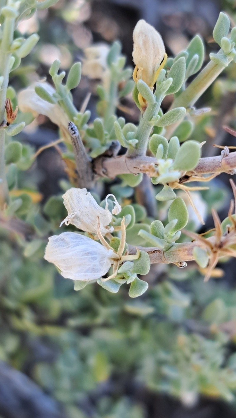 Pogonospermum robustum photo 3