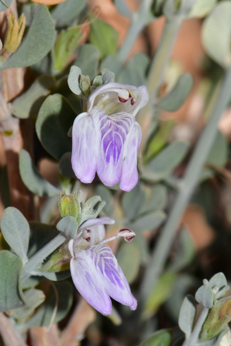 Pogonospermum robustum photo 4