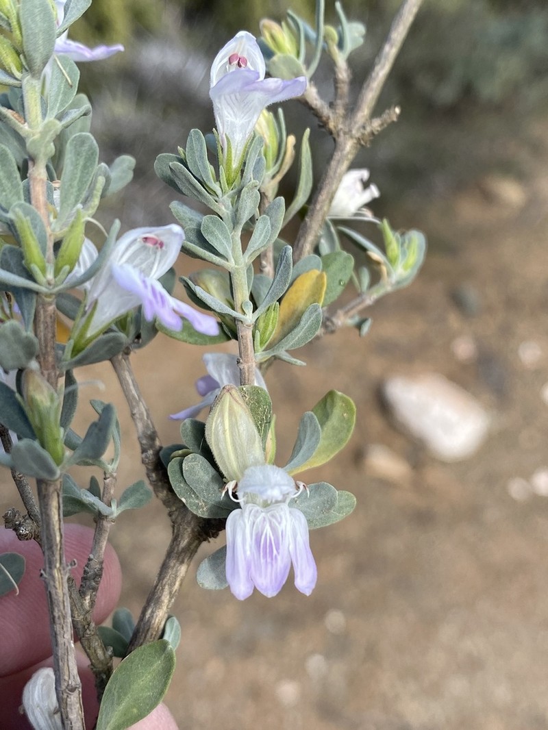 Pogonospermum robustum photo 5