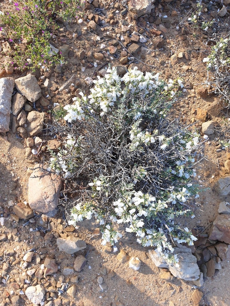 Pogonospermum robustum photo 6