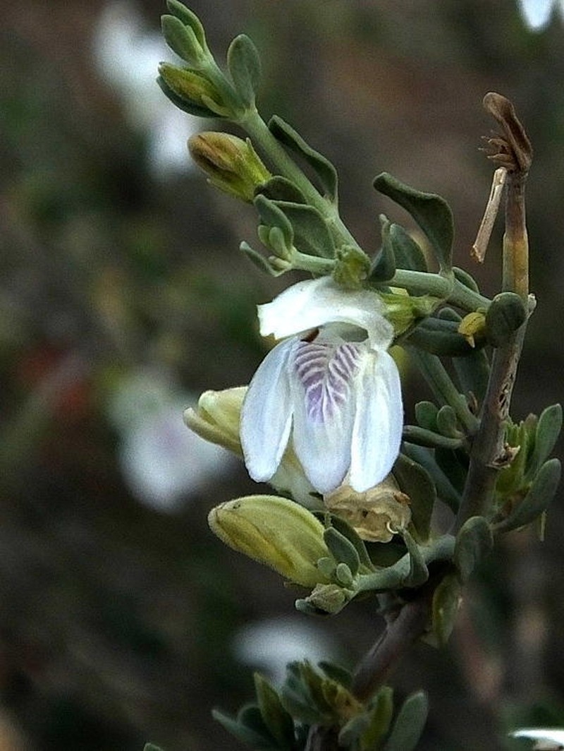 Pogonospermum robustum photo 7