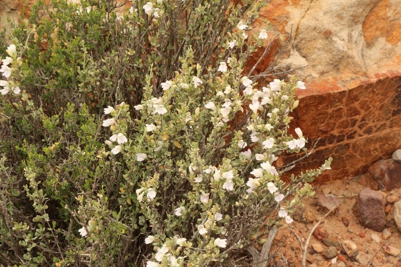 Pogonospermum robustum photo 8