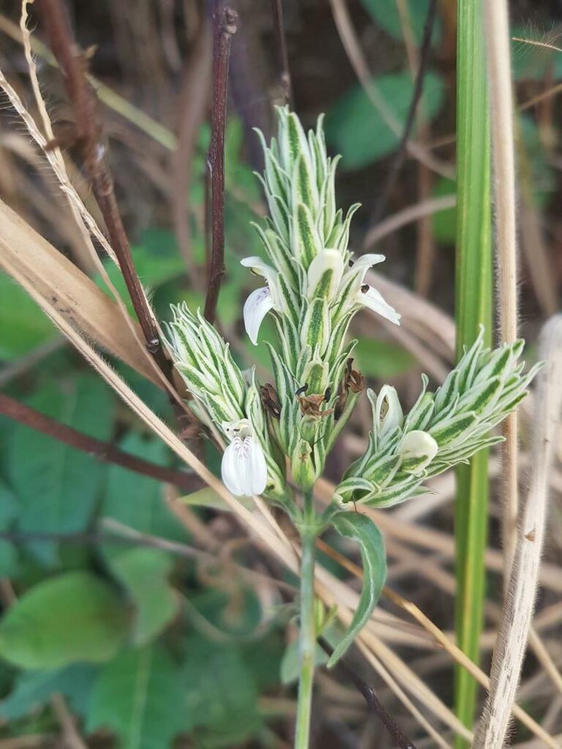 Pogonospermum scabridum