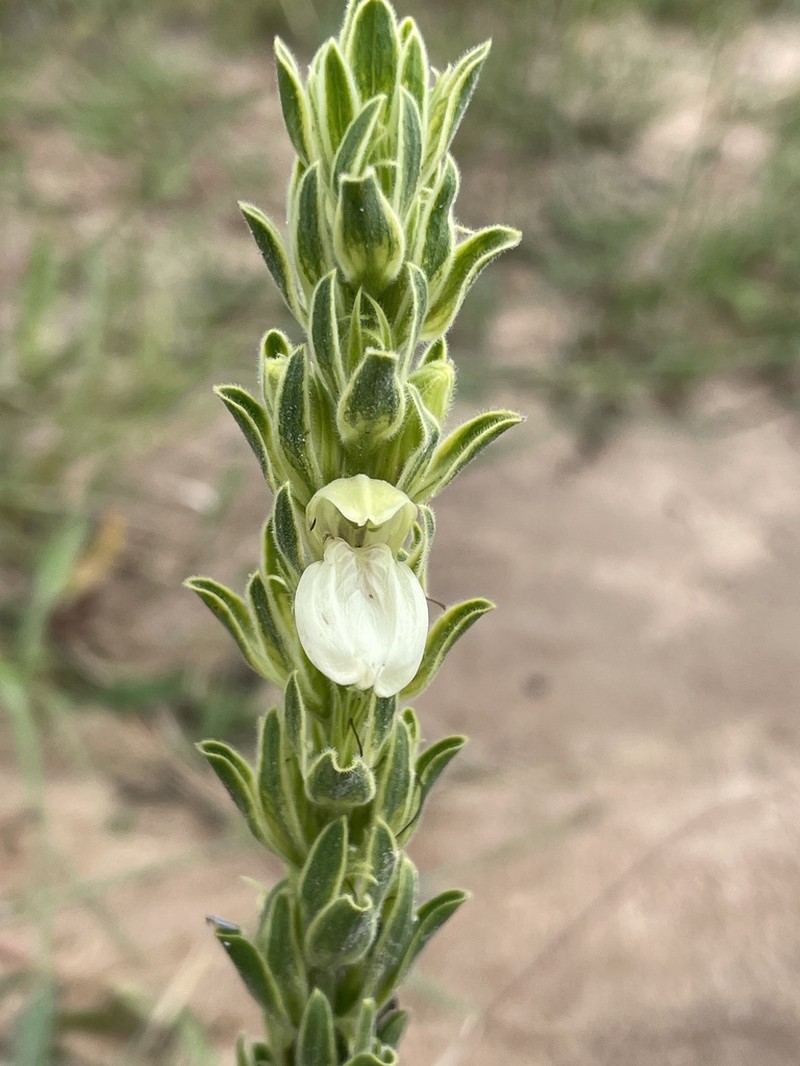 Pogonospermum scabridum photo 2