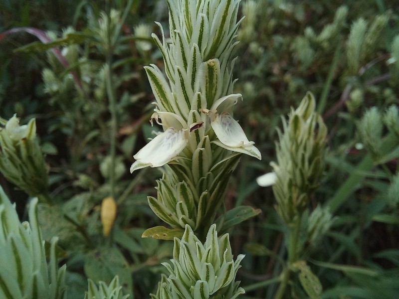Pogonospermum scabridum photo 3