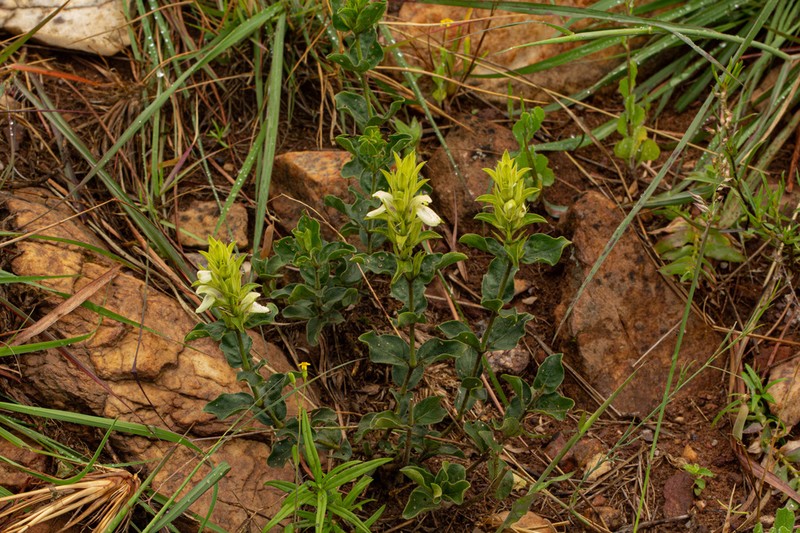 Pogonospermum subsessile