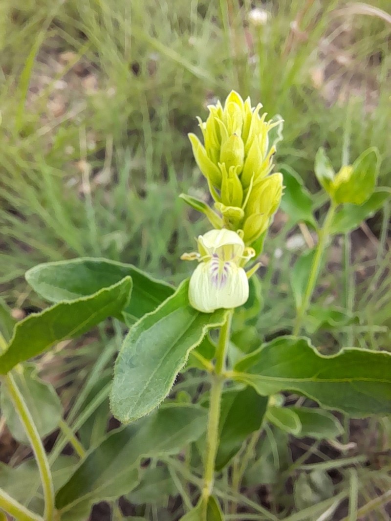 Pogonospermum subsessile photo 2