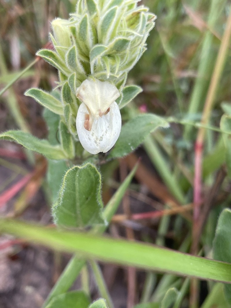 Pogonospermum subsessile photo 3