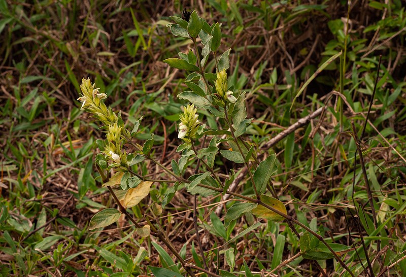 Pogonospermum subsessile photo 4