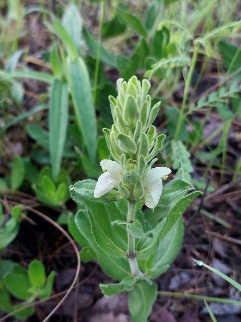 Pogonospermum subsessile photo 5