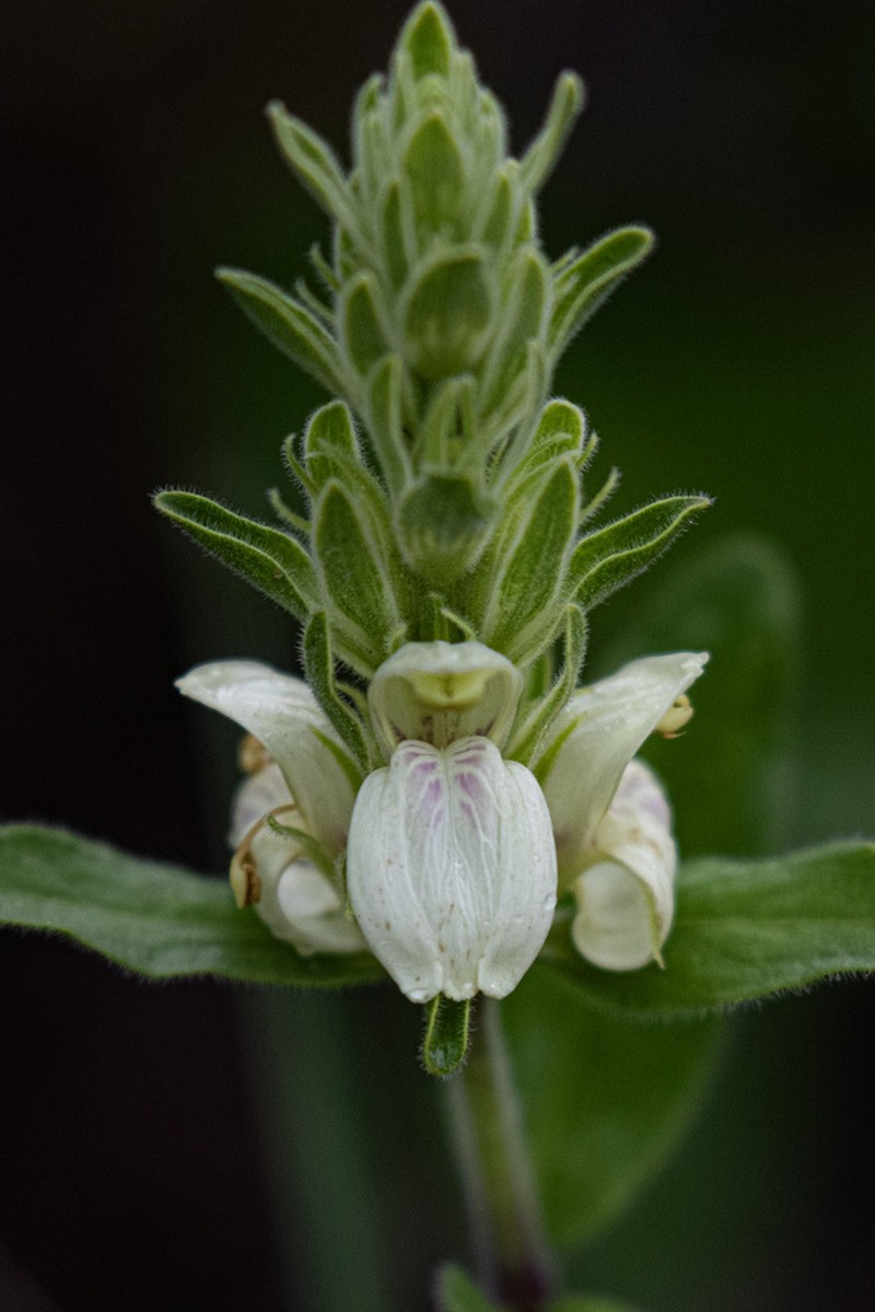 Pogonospermum subsessile photo 6