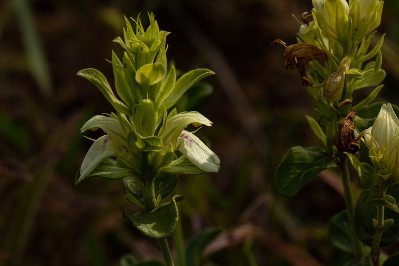 Pogonospermum subsessile photo 7