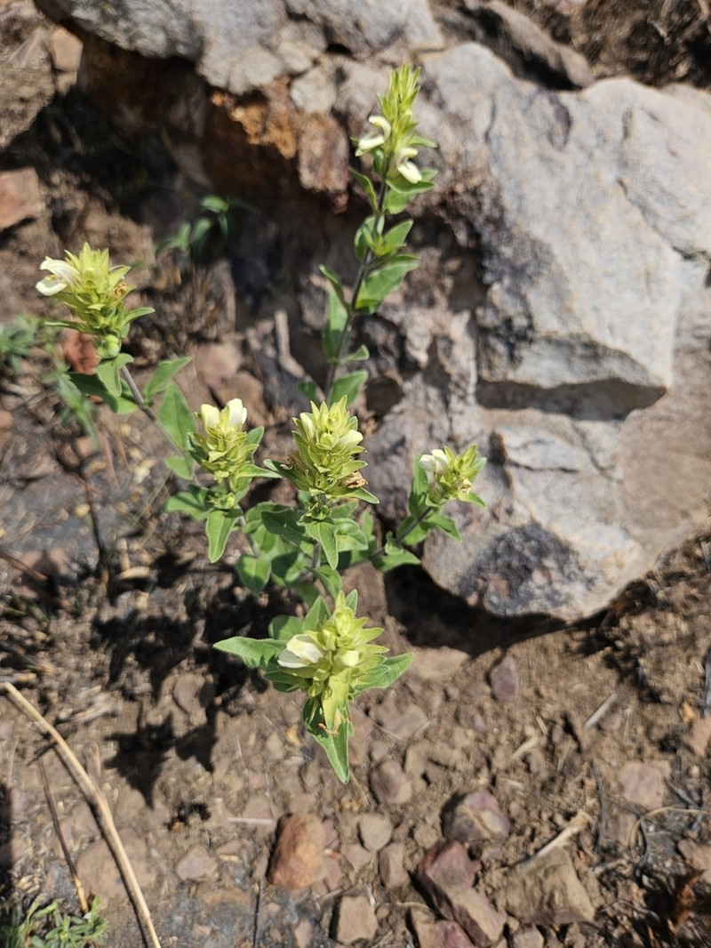 Pogonospermum subsessile photo 8