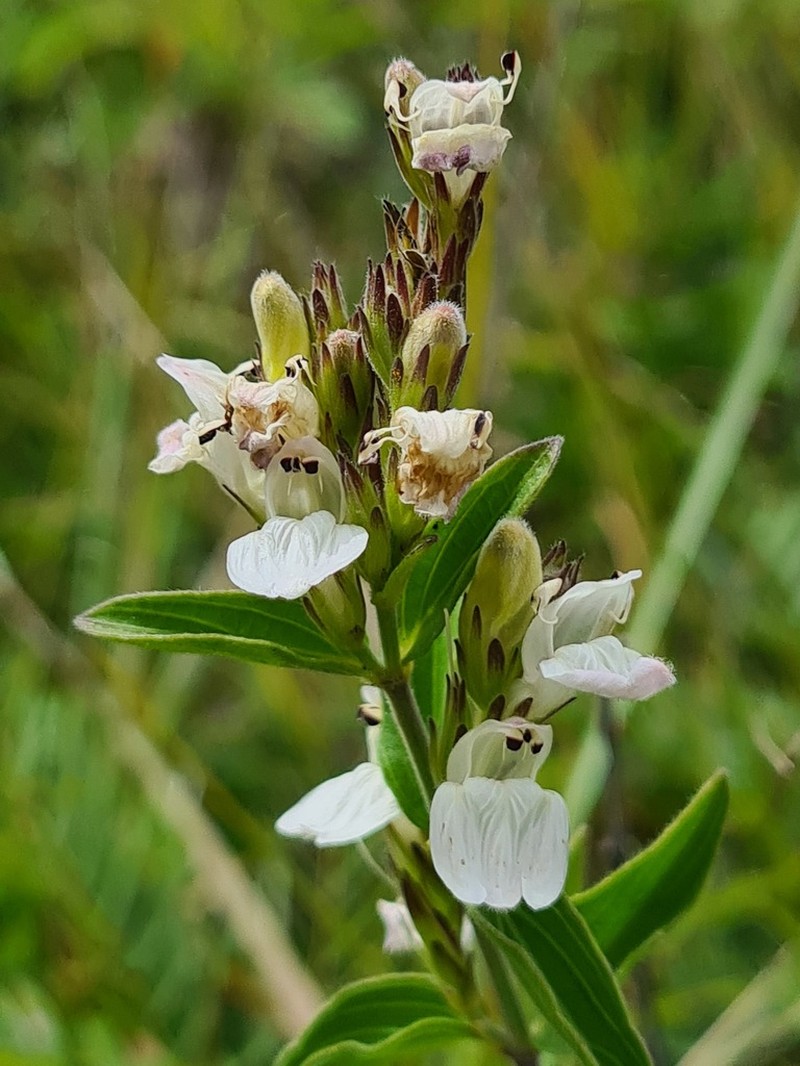 Pogonospermum virgultorum