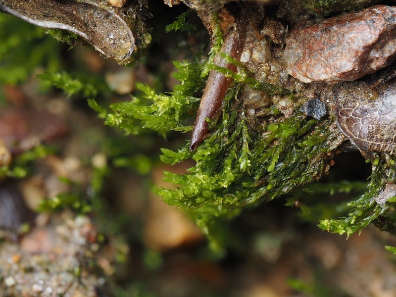 Andalusian Pohlia Moss photo 4