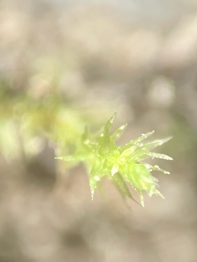 Andalusian Pohlia Moss photo 5