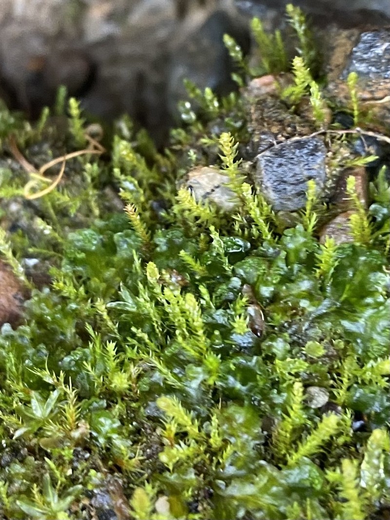 Andalusian Pohlia Moss photo 6