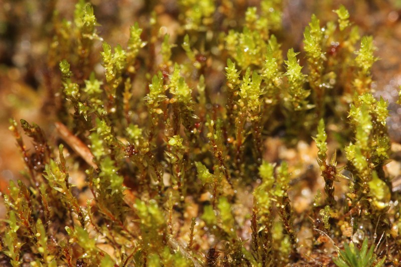 Andalusian Pohlia Moss photo 8