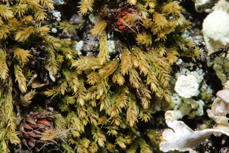 Andrews' Pohlia Moss
