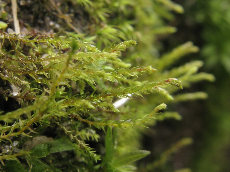 Andrews' Pohlia Moss photo 2