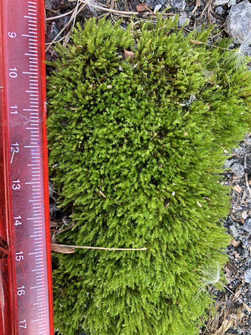 Pohlia Moss
