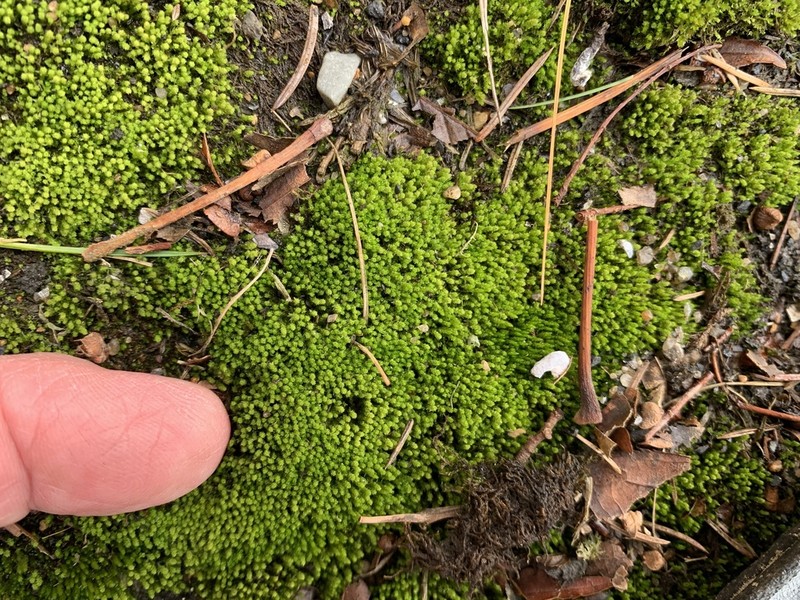 Pohlia Moss photo 2